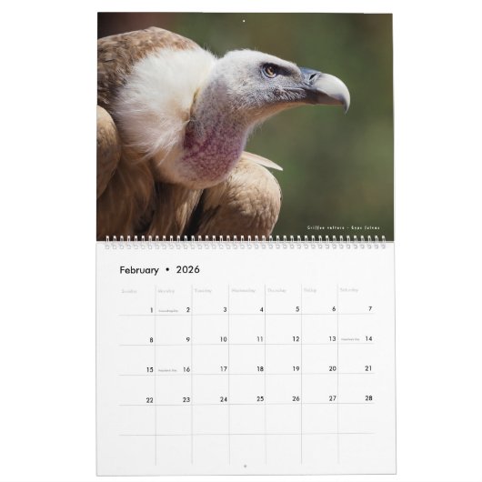 12 Fotos verschiedener Vogelarten Kalender (Feb 2026)
