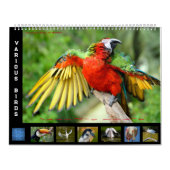 12 Fotos verschiedener Vogelarten Kalender (Titelbild)