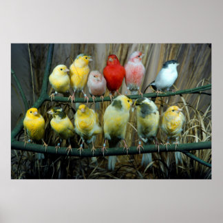 12 Kanarienvoegel, Kanarienvogel (Serinus canaria Poster
