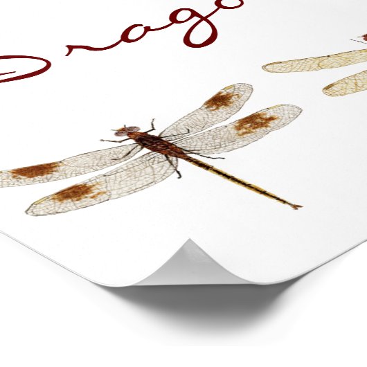 12 Libellenarten Poster (Ecke)