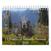 12 Monate Adorable Marmots 2016 Kalender (Titelbild)