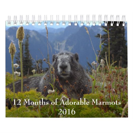 12 Monate Adorable Marmots 2016 Kalender (Titelbild)