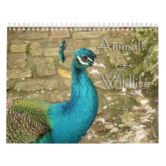 12 Monate Fotografie von Tieren und Wildtieren Kalender (Titelbild)