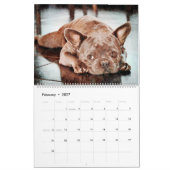 12 Monate Französischer Bulldog Hunde Kunst, Wasse Kalender (Feb 2027)