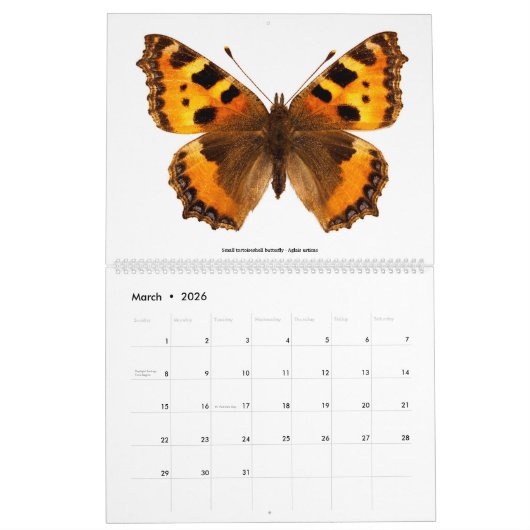 12 Monate Kalender für verschiedene Schmetterlinge (Mär 2026)