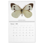 12 Monate Kalender für verschiedene Schmetterlinge (Feb 2026)