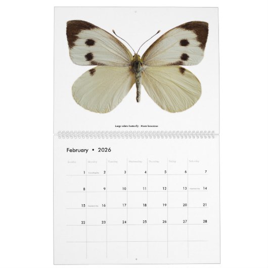 12 Monate Kalender für verschiedene Schmetterlinge (Feb 2026)