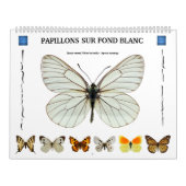 12 Monate Kalender für verschiedene Schmetterlinge (Titelbild)