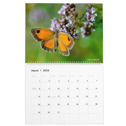 12 Monate Kalender für verschiedene Schmetterlinge (Mär 2026)
