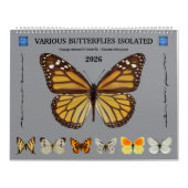 12 Monate Kalender für verschiedene Schmetterlinge (Titelbild)