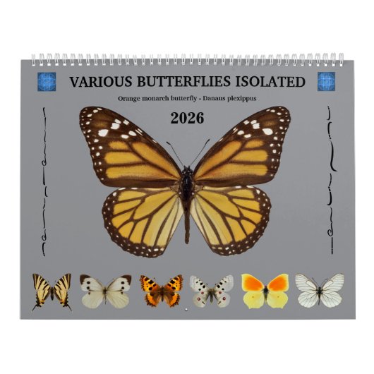12 Monate Kalender für verschiedene Schmetterlinge (Titelbild)