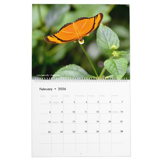 12 Monate Kalender für verschiedene Schmetterlinge (Feb 2026)