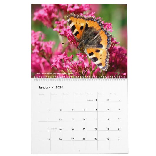 12 Monate Kalender für verschiedene Schmetterlinge (Jan 2026)