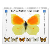 12 Monate Kalender für verschiedene Schmetterlinge (Titelbild)