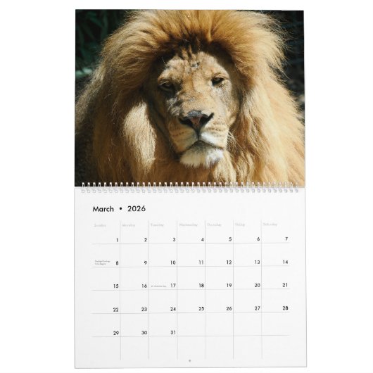 12 Monate Kalender Löwenfamilie (Mär 2026)