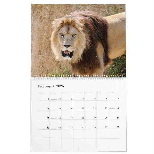 12 Monate Kalender Löwenfamilie (Feb 2026)