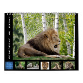 12 Monate Kalender Löwenfamilie (Titelbild)