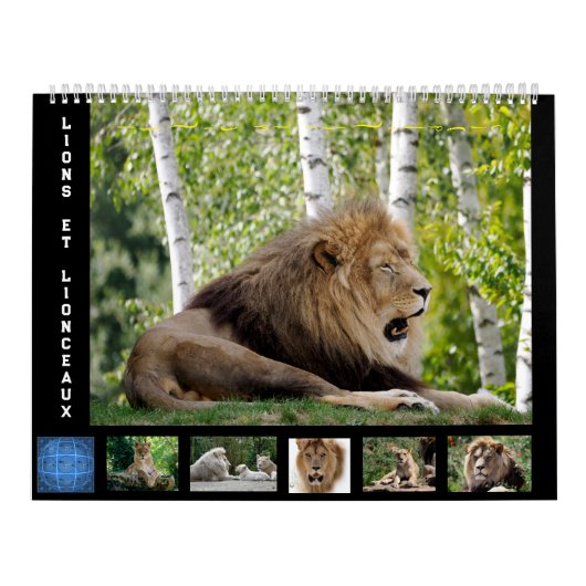 12 Monate Kalender Löwenfamilie (Titelbild)