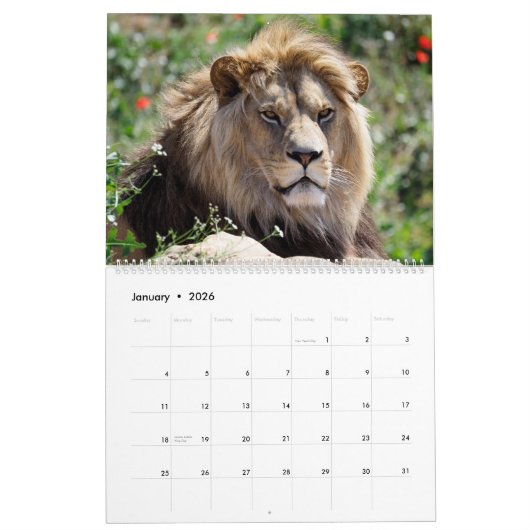 12 Monate Kalender Löwenfamilie (Jan 2026)