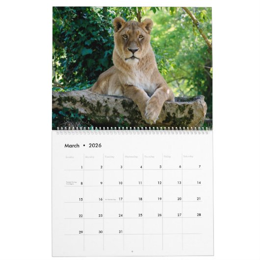 12 Monate Kalender Löwenfamilie (Mär 2026)