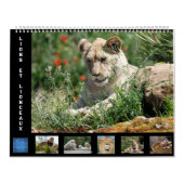 12 Monate Kalender Löwenfamilie (Titelbild)