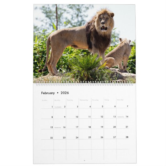 12 Monate Kalender Löwenfamilie (Feb 2026)