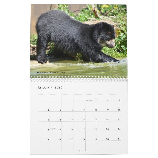 12 Monate Kalender verschiedene Bären (Jan 2026)