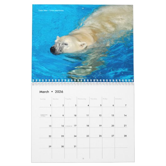 12 Monate Kalender verschiedene Bären (Mär 2026)