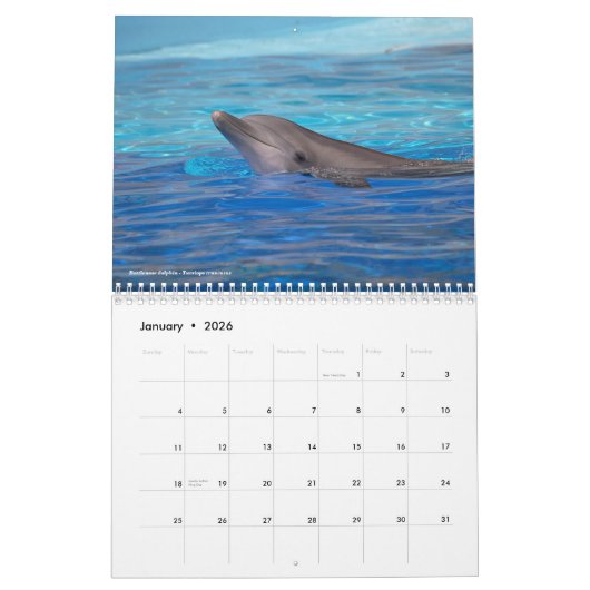 12 Monate Kalendertiere Kalender (Jan 2026)