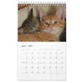 12 Monate Kittenkätzchen Geschwister Kalender (Mär 2027)