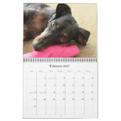 12 Monate mit dem tootise Hund Kalender (Feb 2027)
