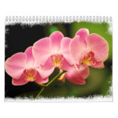 12 Monate schöne Orchideen Kalender (Titelbild)