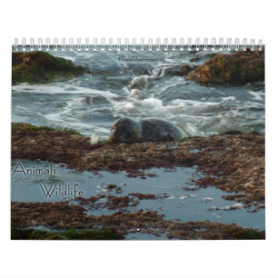 12 Monate Tierwelt und Wildtiere Edition 3 Kalender