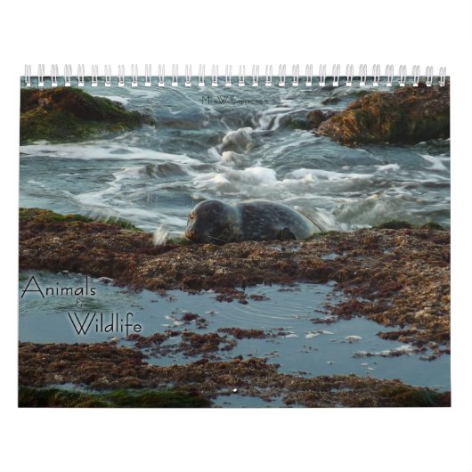 12 Monate Tierwelt und Wildtiere Edition 3 Kalender (Titelbild)