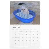 12 Monate von Catitude Kalender (Feb 2027)