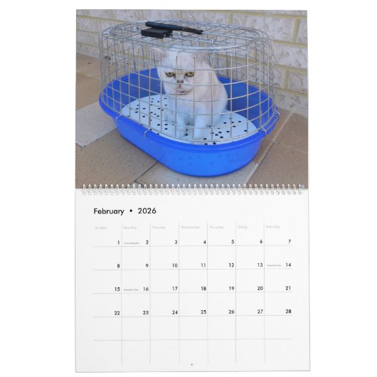 12 Monate von Catitude Kalender (Feb 2026)