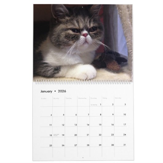 12 Monate von Catitude Kalender (Jan 2026)