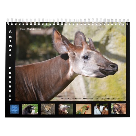 12-monatige Kalenderbilder für Tiere Kalender (Titelbild)