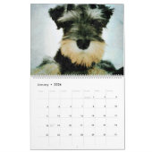 12-monatiger entzückender Schnauzer verfolgt Kalender (Jan 2026)
