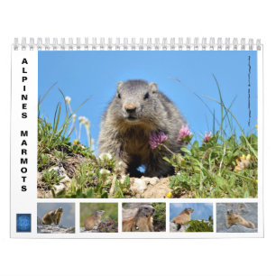12-monatiger Kalender der Almmotte