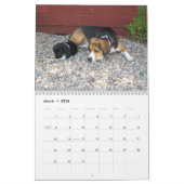 12 Monats-Beagle-Kalender - ein was für Hund! Kalender (Mär 2026)