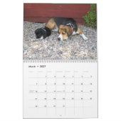12 Monats-Beagle-Kalender - ein was für Hund! Kalender (Mär 2027)