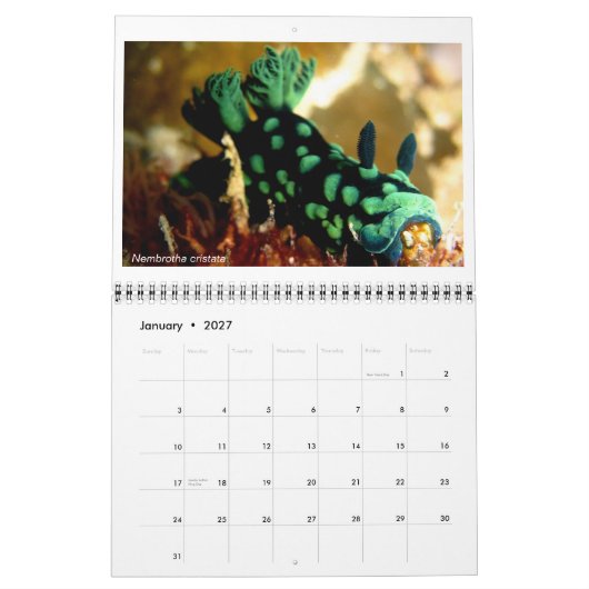 12-Monats-Kalender mit Fotos von Nudibranchs Kalender (Jan 2027)