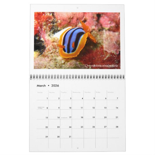12-Monats-Kalender mit Fotos von Nudibranchs Kalender (Mär 2026)