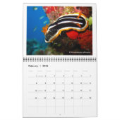12-Monats-Kalender mit Fotos von Nudibranchs Kalender (Feb 2026)