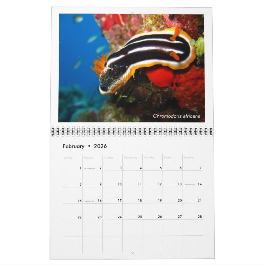 12-Monats-Kalender mit Fotos von Nudibranchs Kalender (Feb 2026)