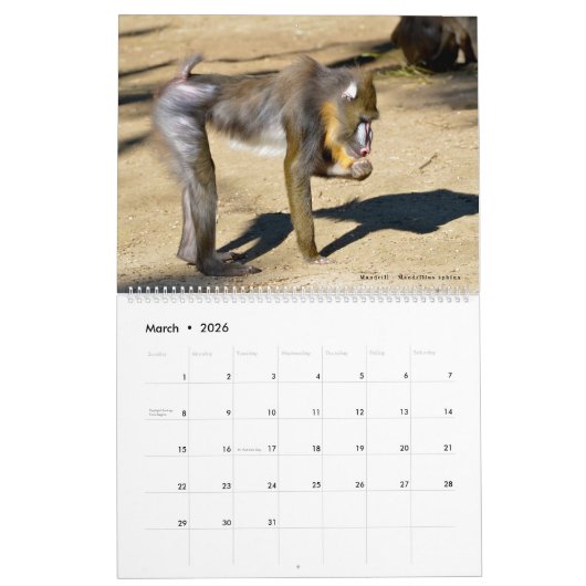 12 month calendar monkeys kalender (Mär 2026)