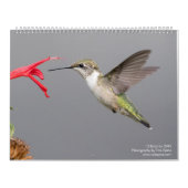 12 Vögel für ~ Tom-Dorn-Fotografie 2018 Kalender (Titelbild)