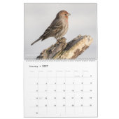 12 Vögel für ~ Tom-Dorn-Fotografie 2018 Kalender (Jan 2027)