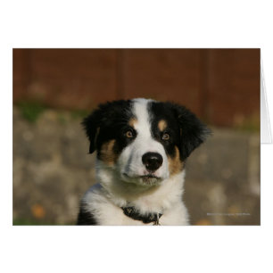 12 Wochen alter Border Collie Puppy-Headshot
